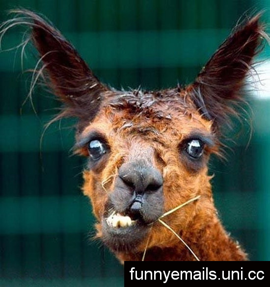 Wirecard,um 8 € ne heiße Spekulation Wert. 318552