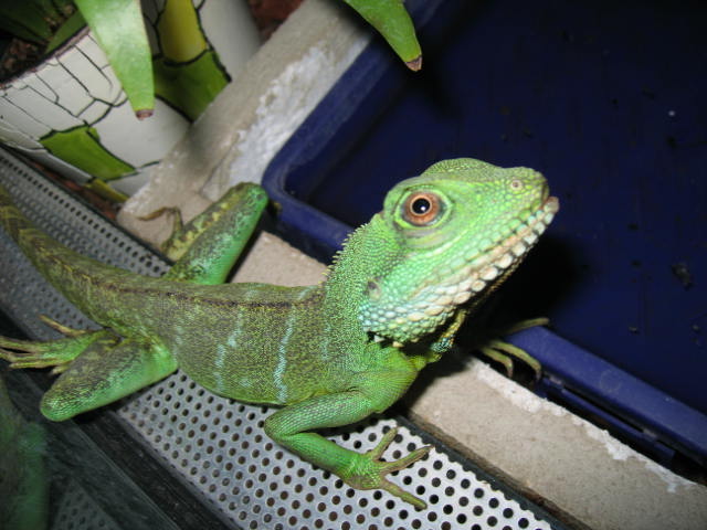 709.DAX Tipp-Spiel, Freitag, 25.01.08 144405