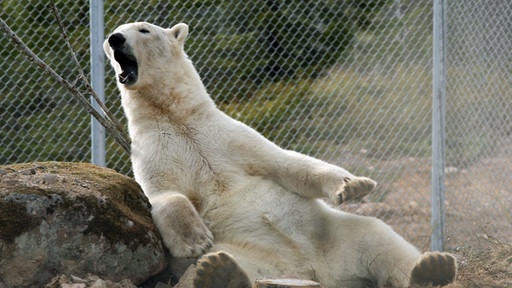 Schafft Arcandor nochmals 0,70 ? 603679