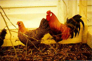 f-h Oni BW sb & Friends-TTT, Dienstach 15.03.05 6025