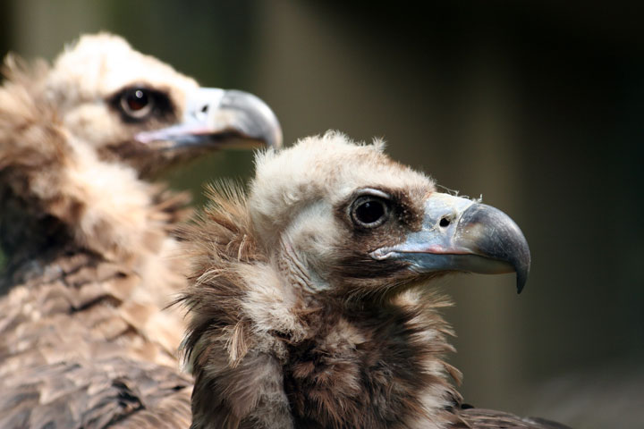 Der Antizykliker-Thread 195283