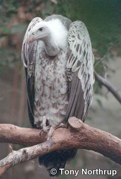 Der USA Bären-Thread 209596