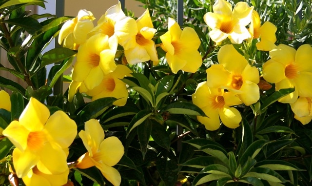 Gold traden - long bzw. short 814937