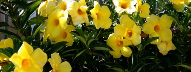 Gold traden - long bzw. short 932914