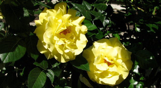 Gold traden - long bzw. short 744743