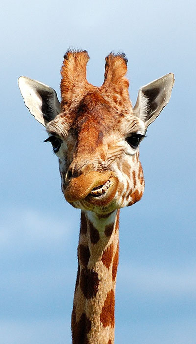 Bullis großes Haustier Casting B.S.D.H. 189105