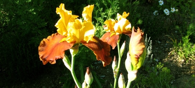 Gold traden - long bzw. short 728301