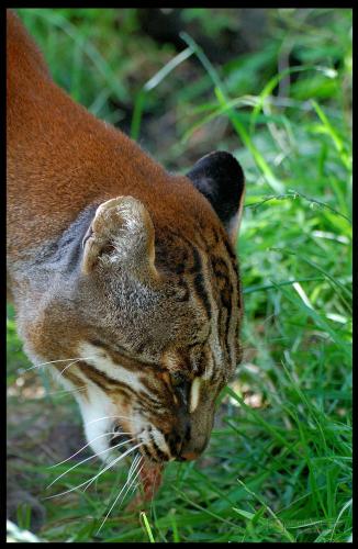 789.DAX Tipp-Spiel, Mittwoch, 21.05.08, 17:45 Uhr 164490