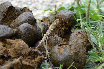 AMC Entertainment Holdings 2.0 - Todamoon?!? 1295898