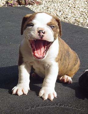 Aixtron geht seinen Weg 204036