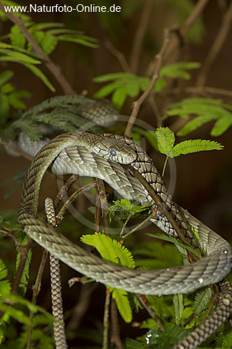 639.DAX Tipp-Spiel, Freitag, 12.10.07 125282