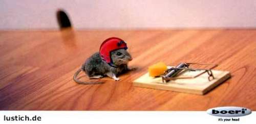 Das Bärengebrüll wird schon wieder lauter, 164061