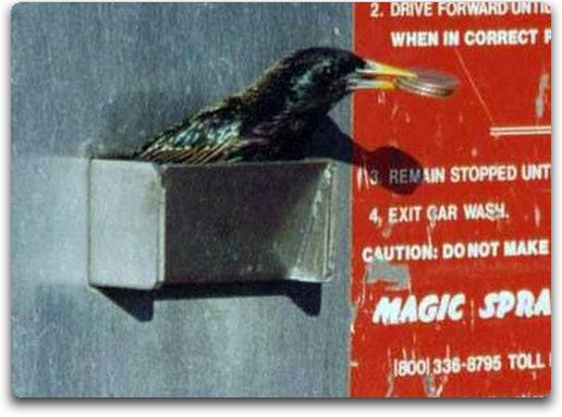 Q-Cells , der Solarzellenriese 218506