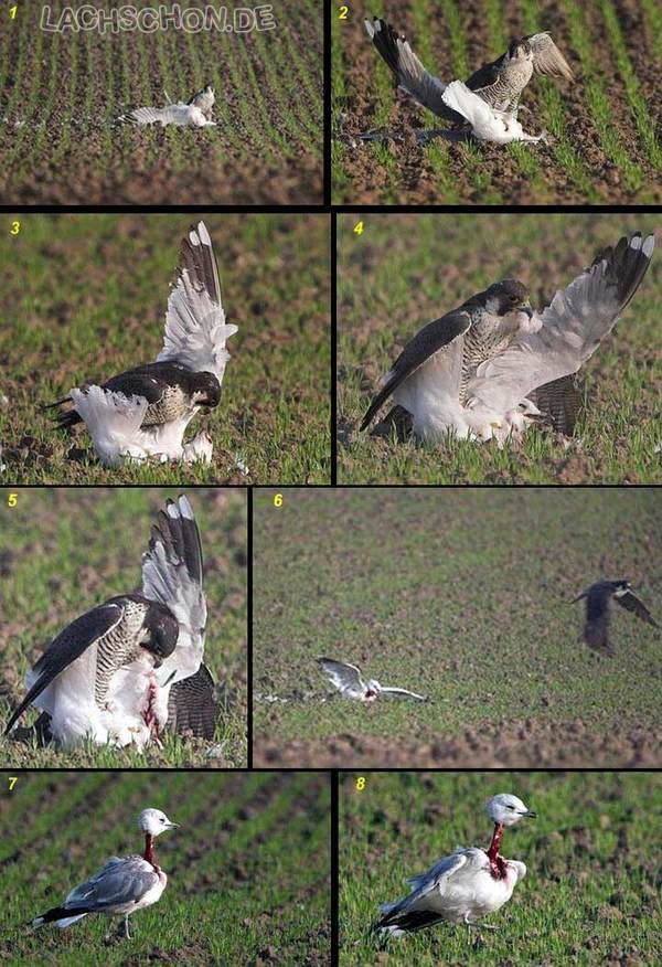 Gibt`s denn hier nix zu K+S? o. T. 211056