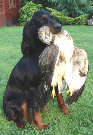 Q-Cells , der Solarzellenriese 199964