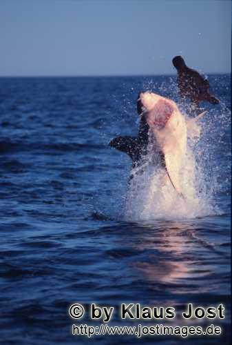 Thompson Creek Metals (Blue Pearl Mng) 90204