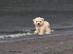 QV ultimate 2012 560125