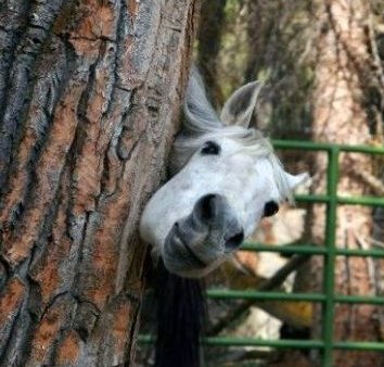 Gibt`s denn hier nix zu K+S? o. T. 234080