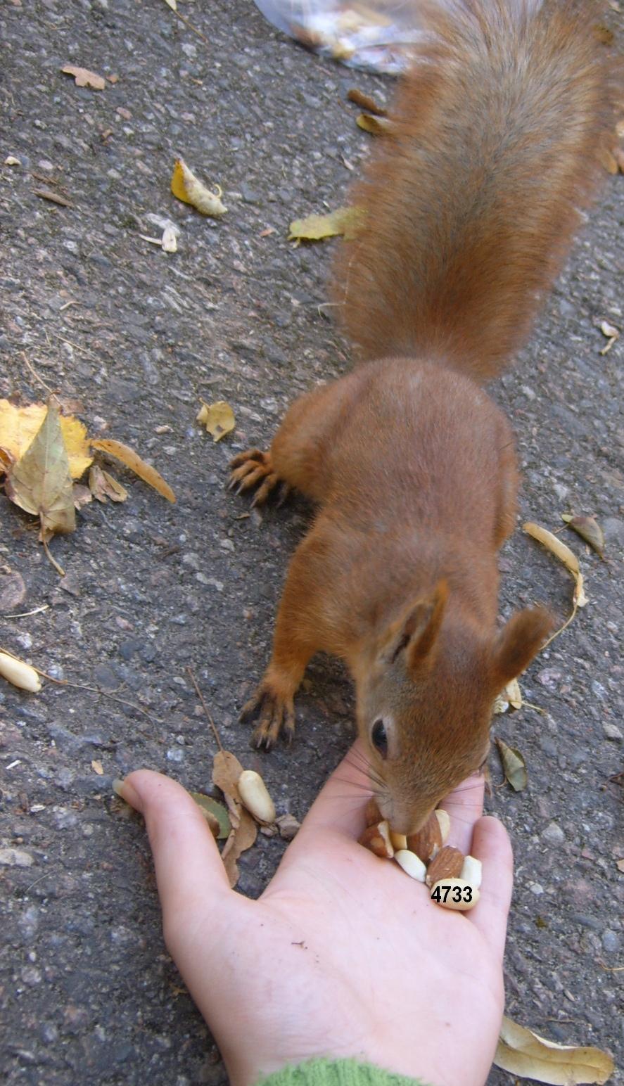 934.DAX Tipp-Spiel *Mittwoch* 10.12.08, 17.45 Uhr 204472