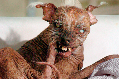 Die Bullen scharren gar nicht mit den Hufen, 188374