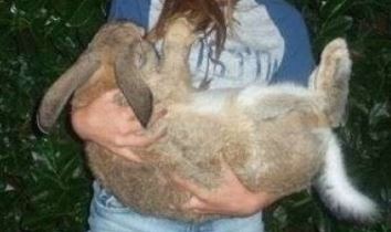 netcents, die neue online zahlungsplattform 1098060