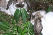 Q-Cells , der Solarzellenriese 214533