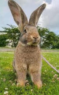 HydrogenPro der Player für Clean Energy, Norwegen 1228983