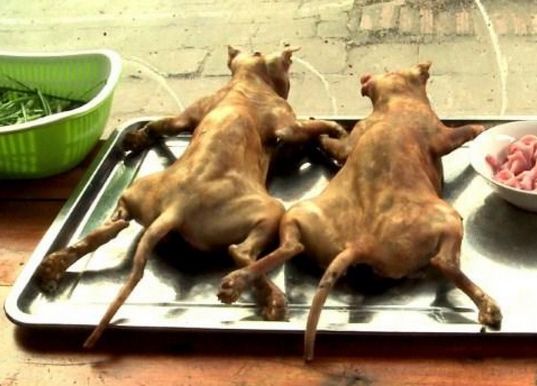 Der USA Bären-Thread 1078776