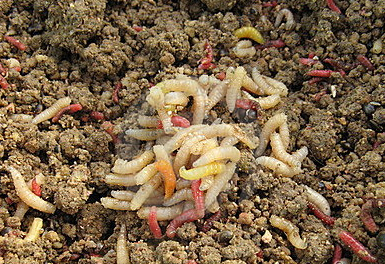 Der USA Bären-Thread 875464