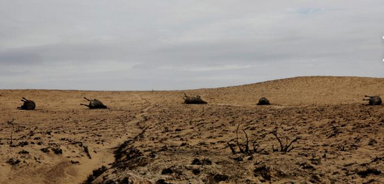 Der USA Bären-Thread 981341