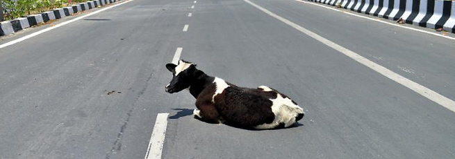 Der USA Bären-Thread 1198978