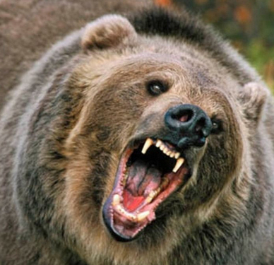 Der USA Bären-Thread 707690