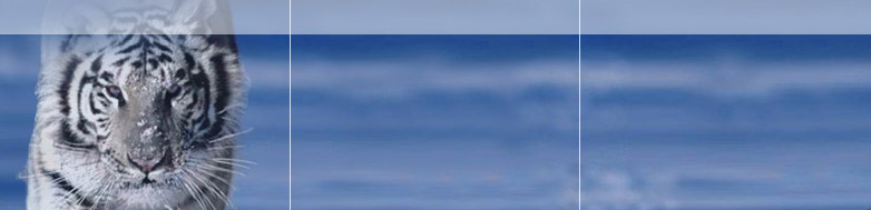 Catoil - Erstnotiz anfang Mai 06 39758