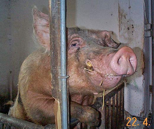 Schweinebraten und der Preis der Schweine 124362