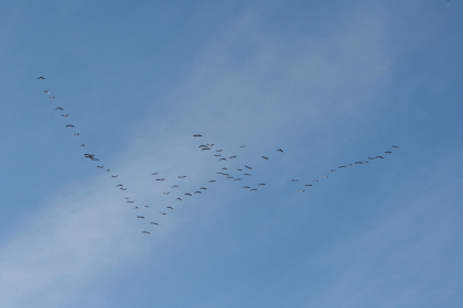 2013 QV DAX-DJ-GOLD-EURUSD-JPY 660962