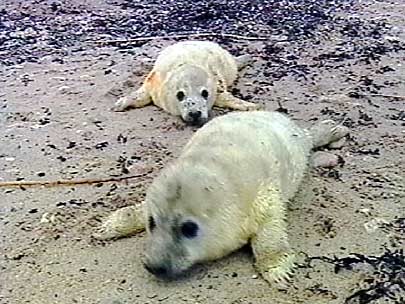 808.DAX Tipp-Spiel, Dienstag, 17.06.08, 17:45 Uhr 169385