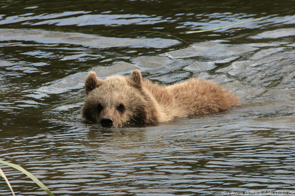 Der USA Bären-Thread 185655
