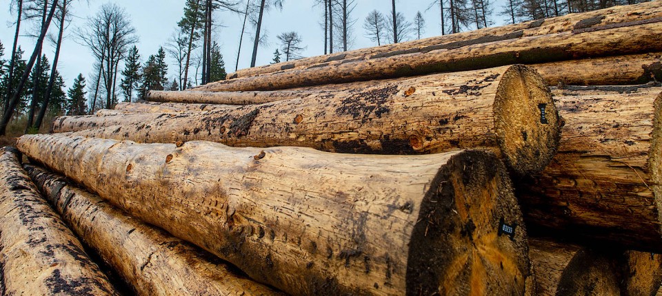 Wald oder Fussball, was ist besser? 1275686