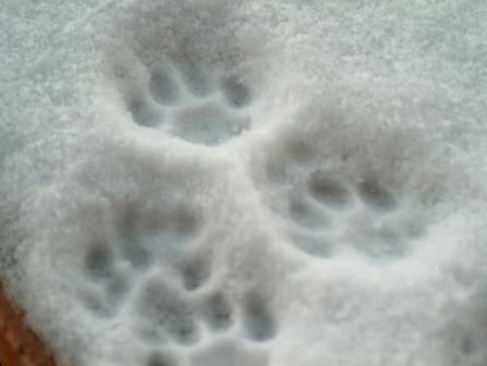 Conergy, wie Phönix aus der Asche ? 300669