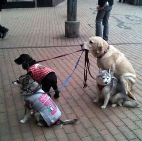 Drillisch: 555 % Anstieg sind locker möglich! 518108