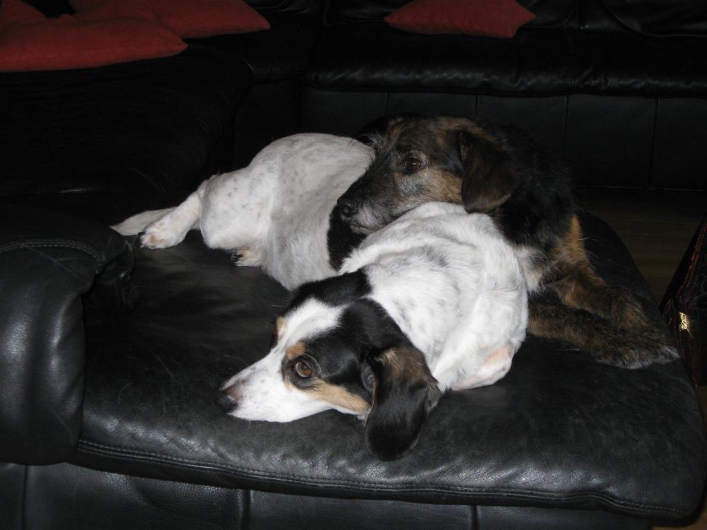 Arcandor AG Kursziel 40 €+x 279700