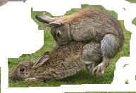 Injex AG - Wahrheit und Träumerei 643198