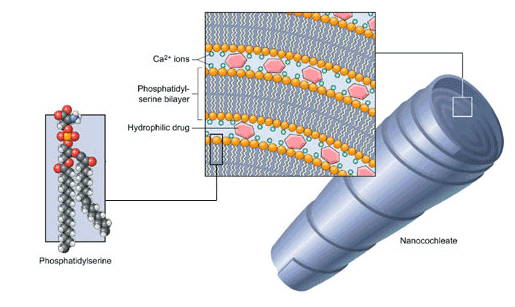 Entdeckt:Neue Cephalon mit KGV 1 2000% Chance 365782