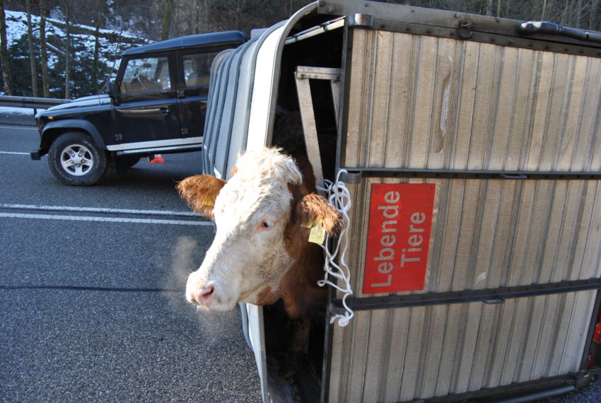 Der USA Bären-Thread 379892