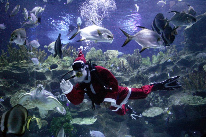 Der USA Bären-Thread 286916