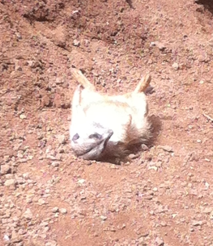 Thomas Cook (A0MR3W) - Rebound nach Kurssturz? 547185