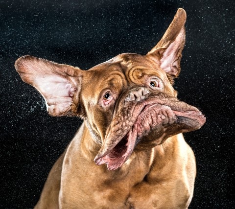 Apple , das erste Billione-MK Unternehmen? 732321