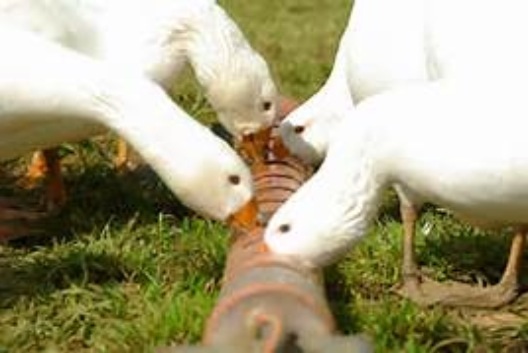 COMMERCE RESOURCES (€ 0,208) 790415