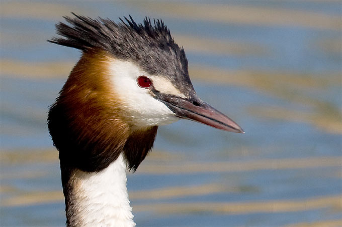 sunwin wird laufen 940470