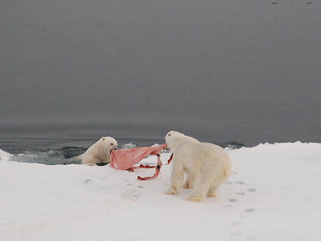 Der USA Bären-Thread 122578